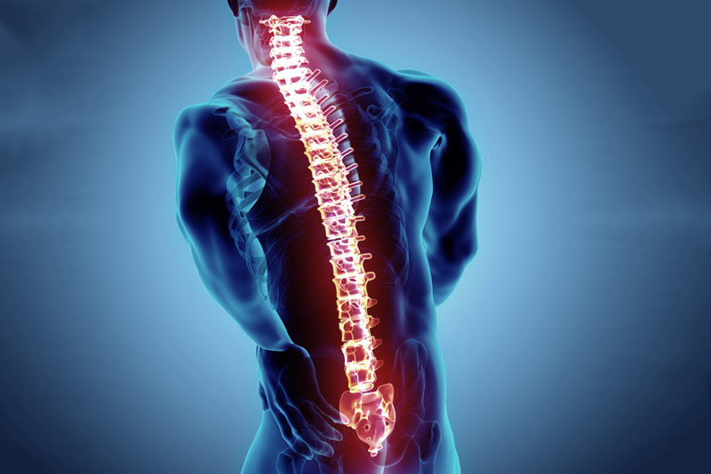 Anatomía de la columna vertebral y funciones